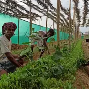 AgroDevelopment